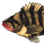 akaTreefish